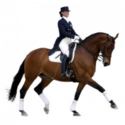 Dressage